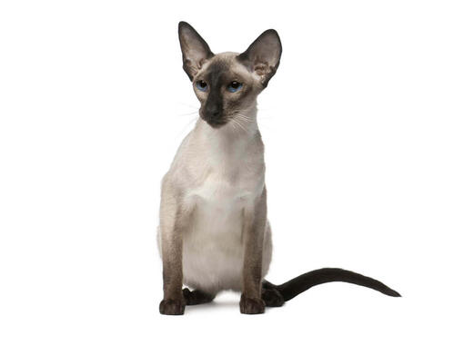 Balinesenkatze: Rassenbeschreibung | Purina